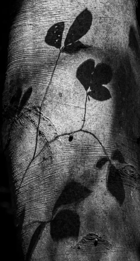 Úna White Shadows created by leaves on the trunk of a tree