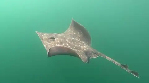 An underwater picture of the grey flapper skate swimming in the blueish green water