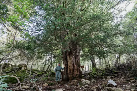 Sardiniaregionforestrycorps dan yew kuno berdiri di hutan berbatu, batangnya yang besar menunjukkan tanda -tanda usia. Seorang pekerja kehutanan di sampingnya memberikan skala, menyoroti ukuran pohon yang mengesankan.