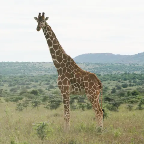 Michael Brown A Reticulated giraffe stands in grassland in Kenya with a small mountain in the background