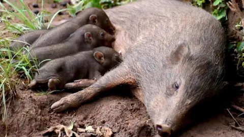 Jersey Zoo The mother pig laying on its side on the right feeding its young. There are four small brown pygmy pigs feeding from its stomach. The animals are on mud wit patches of grass.