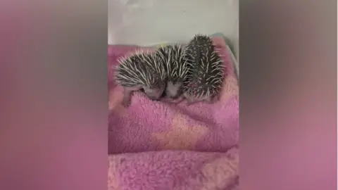 Dorset Hedgehog Rescue Three hoglets on a pink blanket.