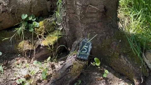 BBC A picture of a small green and turquoise fairy door. It has the letter S on it.