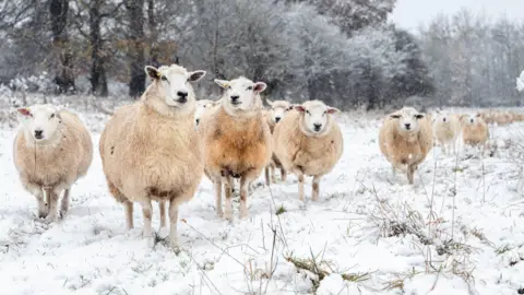 A herd of sheep stand in the snow on a farm, some looking at the camera