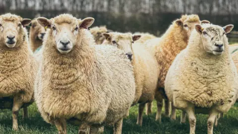 Getty Images A flock of sheep staring at the camera in a field