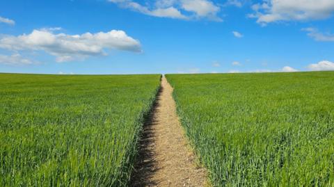 A straight path to the horizon through a field of a green crop