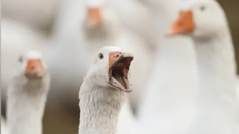 A close up of a white goose opening its beak as it honks.
