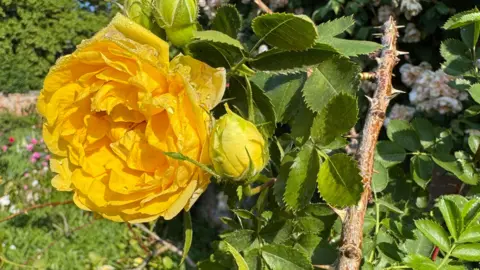 A close up of a bright yellow rose growing in the Mottisfont garden