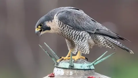 Bruce Hargrave The female peregrine