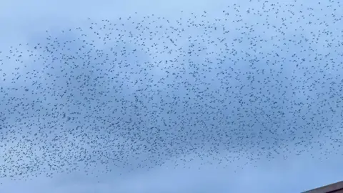 Jason Walker Picture of the murmuration