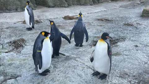 A group of five penguins in their enclosure, standing on a rocky floor