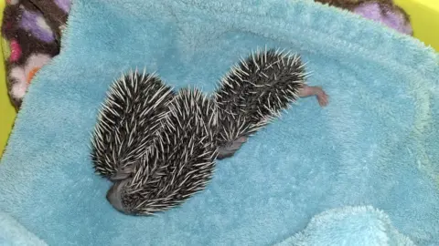 Three hoglets on a blue blanket.