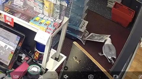 The inside of the Local Stop 24 Bangor newsagent store, with the till on the left hand side and a stack of newspapers in the centre. The seagull is in front of the newspapers with a newspaper in its beak.