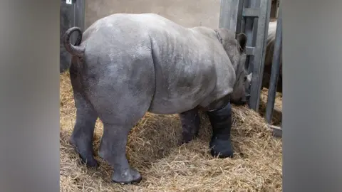 Knowsley Safari Rhino standing wearing a cast on front right leg