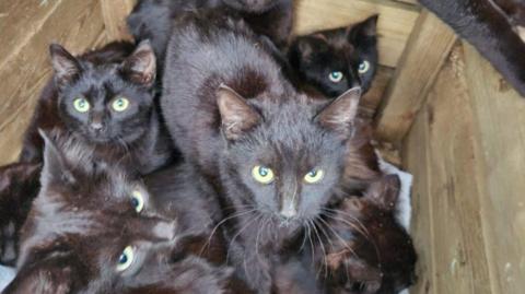 Cats found in home in Dartford