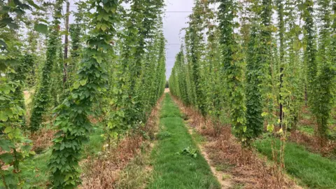 Emily Coady-Stemp/BBC The brewery's hop garden, which includes the Farnham White Bine and two other varieties English cascade and Fuggles.