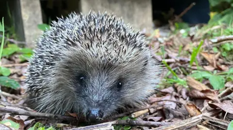 A hedgehog staring directly at the camera, sat on leaves and sticks. 