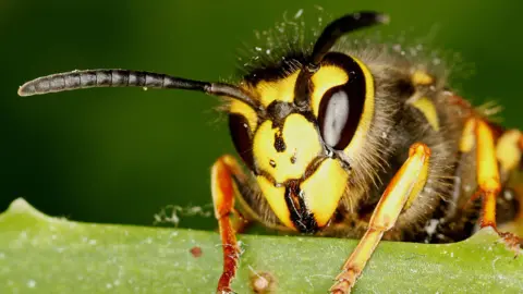 Getty Images Up close of a wasp