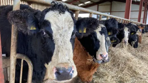 A line of cows, some are black and white and some are brown. They are eating hay through steel bars.