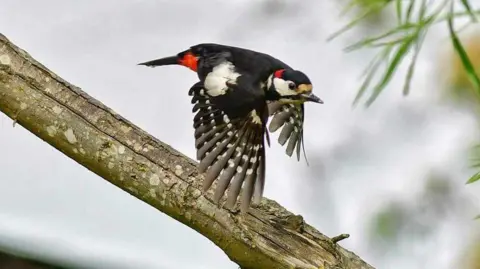 Ian Holmes  a great spotted woodpecker bird on a tree branch 