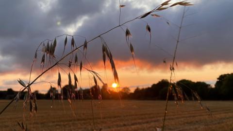 Sunset over a field in Chalgrove - the sun glows orange in a foreboding sky. But the picture focuses on two long, stems of grass in the foreground.