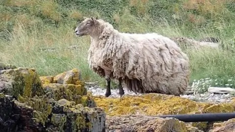 Jill Turner/Peter Jolly Northpix Fiona the sheep stuck at the bottom of a cliff in a long fleece