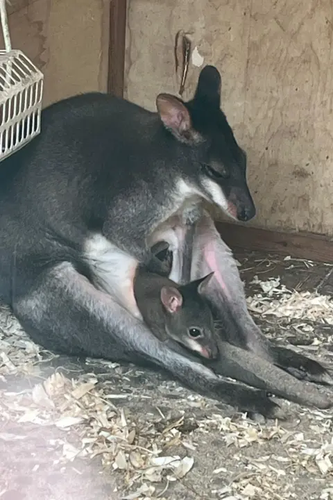 Newquay Zoo The dusky pademelon joey looking out of its mother's pouch 