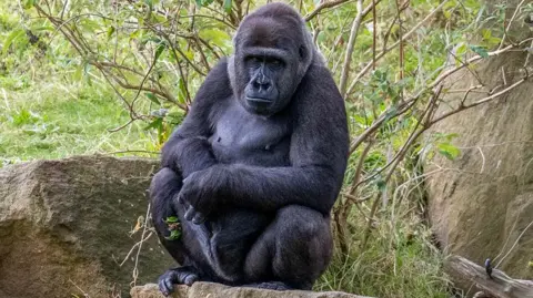 Meisie the black gorilla sits on a rock looking at the camera with rocks and trees in the background