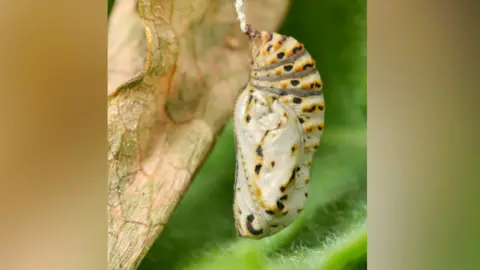 Giles San Martin A chrysalis hanging from a yellow leaf. The chrysalis is also yellow with little speaks of black and orange. The colours blend in with the colour of the leaf. Its body is bulging.