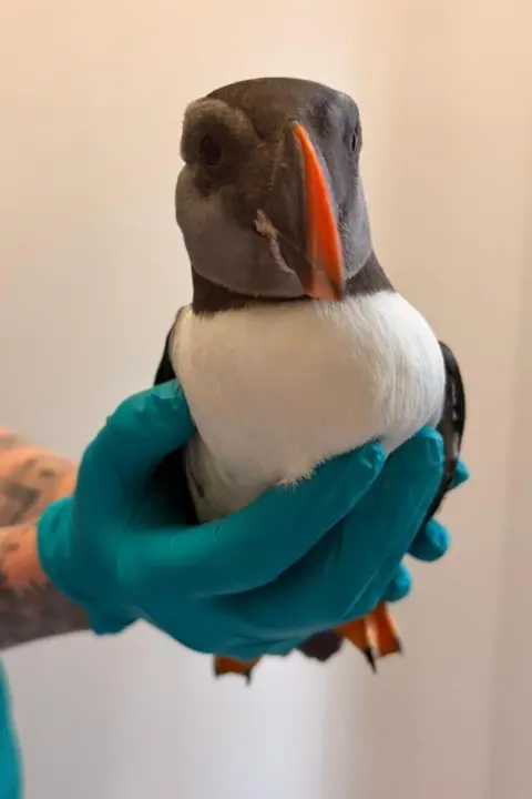 Rosemullion Veterinary Practice/CVS Vets A puffin is being held aloft in a hand wearing a green rubber glove. The puffin has orange webbed feet and an orange and black beak. It has a black head, black folded wings and a white chest.