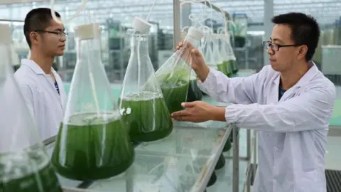 Getty Images Researchers look at large cups of green algae at a facility in China