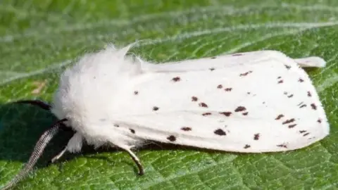 PA Media Ermine Moth