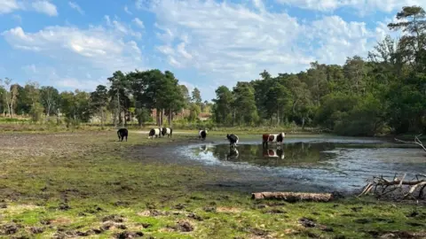 The dried up pond at Pond Farm on Wisley Common, adjacent to RHS Garden Wisley in Surrey. There a number if cows in the image, which visibly shows a very dry pond area. 