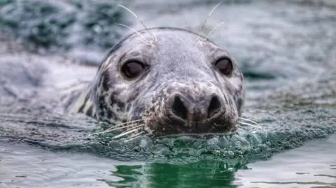 Alison Steele Stewart A close-up of a grey seal's face as it surfaces from the water. The seal's dark eyes are visible, as well as its wet, speckled fur and distinctive nose. The water is slightly disturbed around the seal's head. 