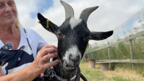 A goat, with black and white markings, is being stroked by a blonde woman. He looks to camera showing his bottom teeth as he bleets.