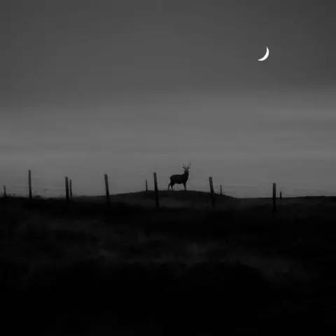 Nicola Finlay A black and white image showing the silhouette of a stag in the distance and a crescent moon in the sky.