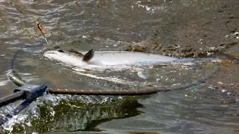 Getty Images An Atlantic salmon caught on a hook is brought into a net on the River Tweed