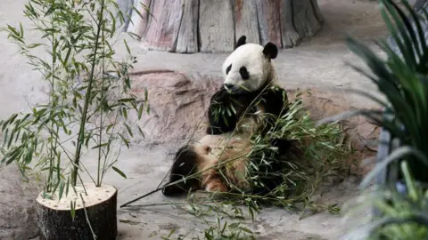 RONI REKOMAA/AFP via Getty Images A giant panda sits eating bamboo in a large enclosure