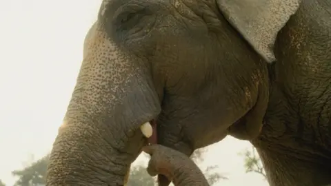 An elephant