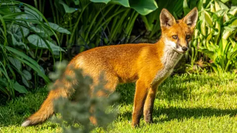 DarloMur A young fox stood in the morning sun, which shines against his orange coat, casting a shadow in the lawn of the garden.
