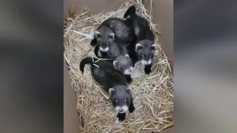 A photo of four polecat-ferret hybrids which are brown with cream fur around their ears and noses. They are in a box filled with straw.