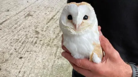 Wild Wings Birds of Prey Small white-and-tan barn owl is in man's hands and looking towards the camera.
