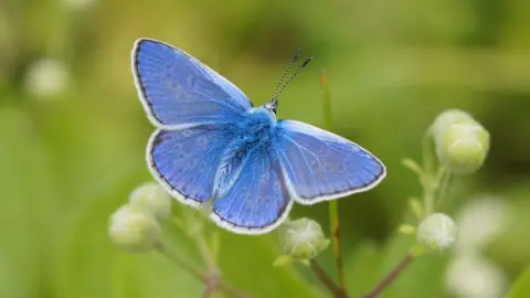 Butterfly Conservation A Common Blue butterfly resting on top of a stem. The butterfly has a blue fuzzy body and blue wings with a black and white trim.