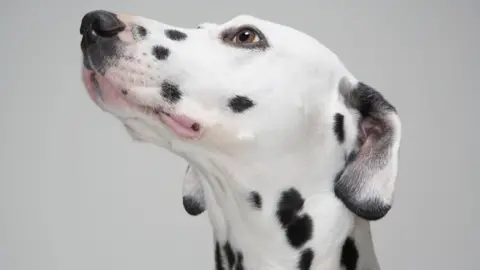 Getty Images A close up of a Dalmatian's head where you can see the irregular spotted pattern