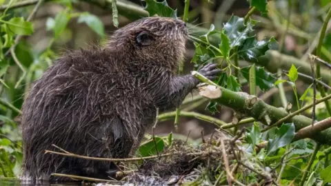 Barry Edwards/National Trust A beaver with wet fur eating holly.