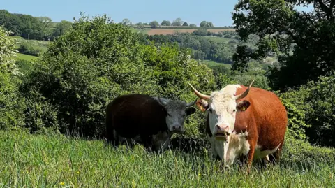 Two cows, both light brown with white heads and horns, stand looking at the camera in a field of long grass near Bath in Somerset