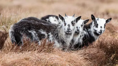 Three feral goat kids on Langholm Moor with black and white fur they are lying in long brown grasses