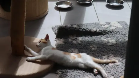 A cat lying down next to a scratching post