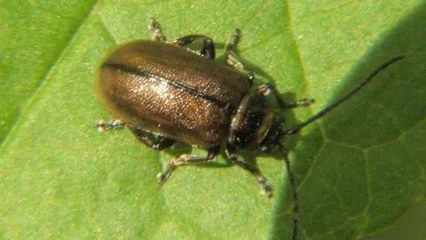 Lairich Rig/Geograph A heather beetle on green leaf. The beetle is a coppery-brown colour with a black line running down its back. It's black antennae are almost as long as its body. The leaf is a bright, juicy green with defined veins.