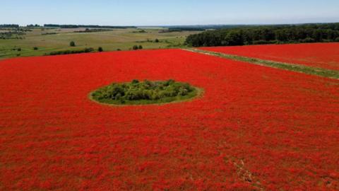 A field covered in red poppies, with a small patch of green foliage in the centre in a circle shape. 